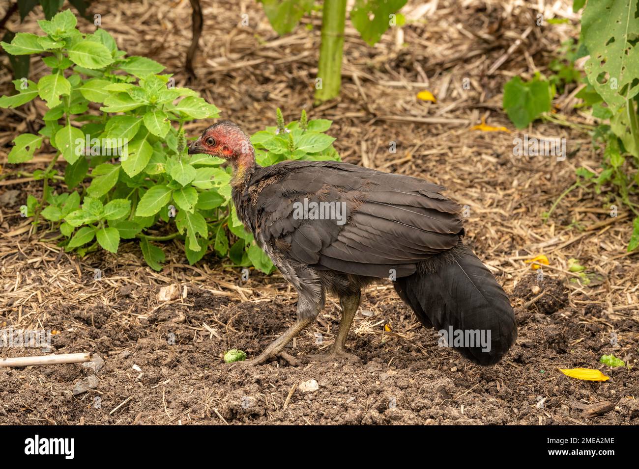 Bush Turkey chick helping to cultivate the ground at the Botanic Gardens in Brisbane, Queensland Stock Photo