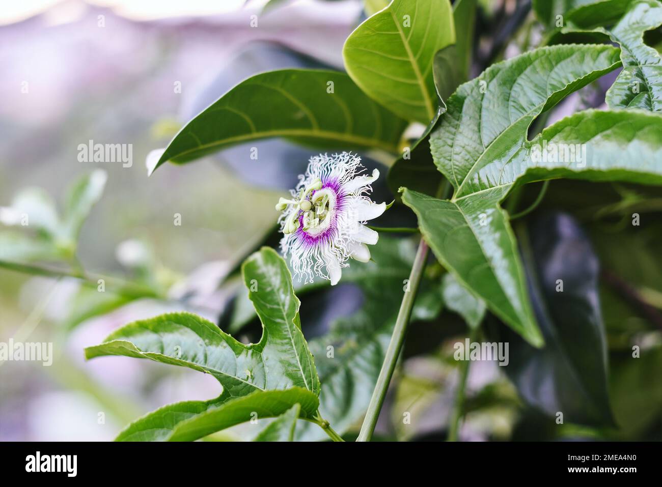 Passiflora edulis or flower of passion fruit growing in Da Lat Vietnam Stock Photo
