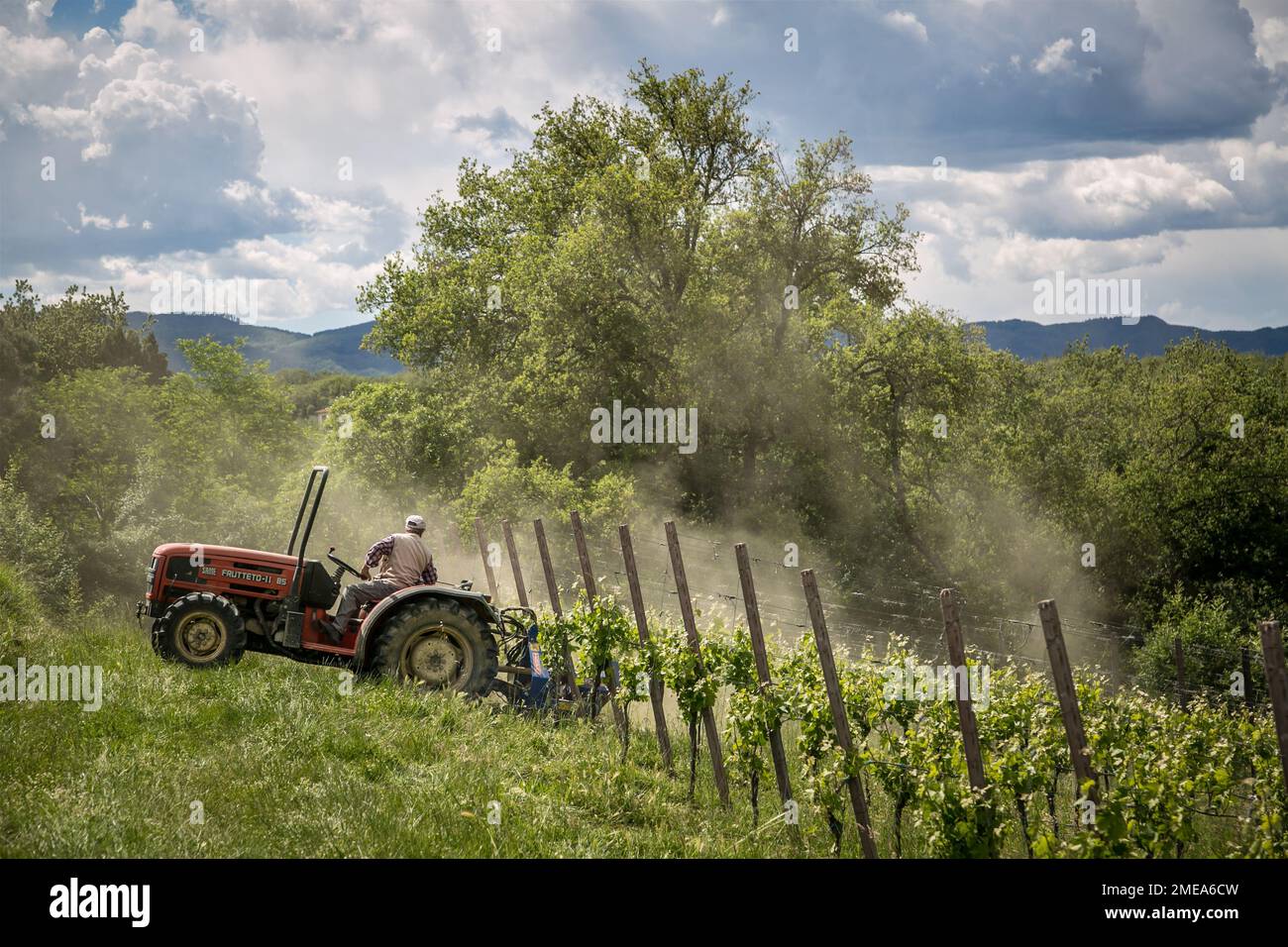 Farmer on tractor working the vineyard in springtime, Tuscany, Italy. Stock Photo