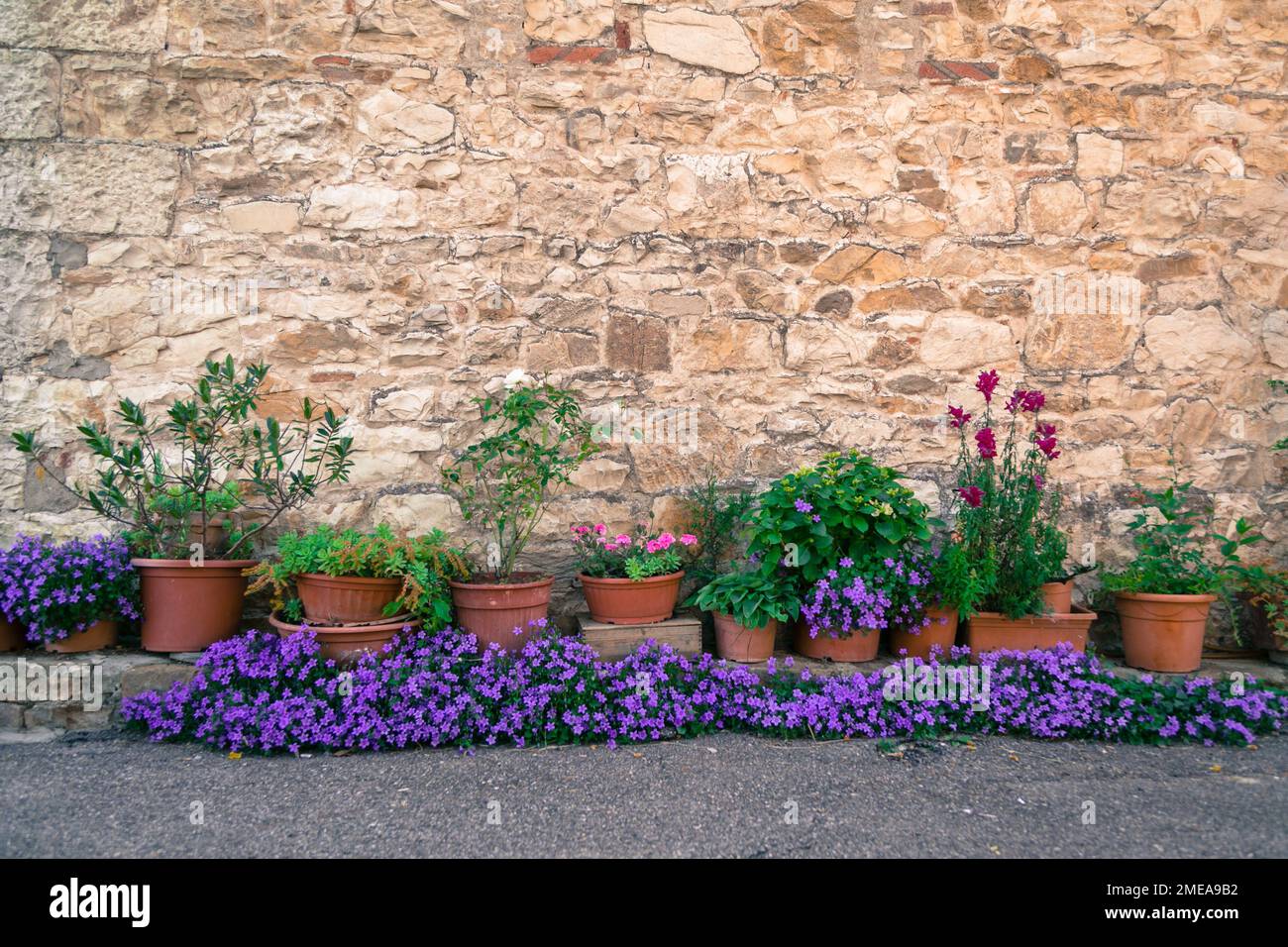 Terracotta pots with plants and flowers lined up against old stone wall ...