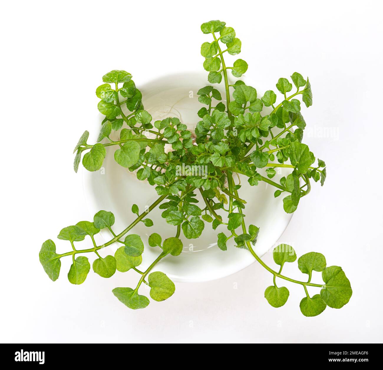 Watercress plant, in a white bowl with water. Fresh yellowcress, Nasturtium officinale. Leaf and aquatic vegetable, or herb with piquant flavor. Stock Photo