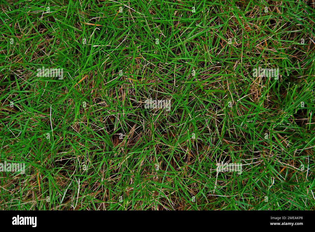 Close-up View Of Fresh Green Zoysia Japonica Grass Growing In The Yard Stock Photo
