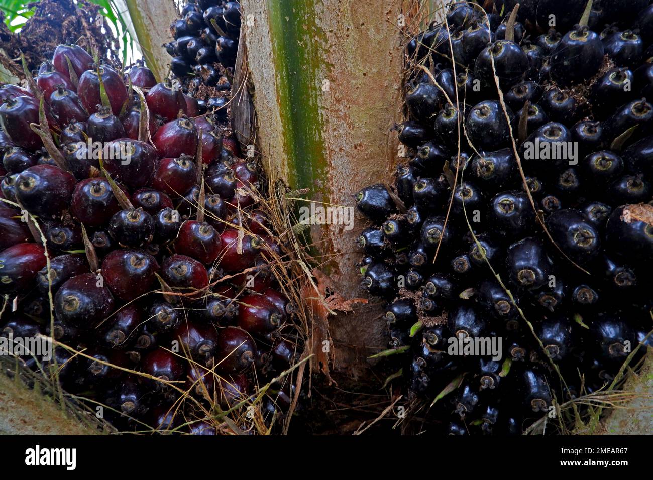 A Medium Close Up View Of Oil Palm Fruit On A Tree, In Western Indonesia Stock Photo