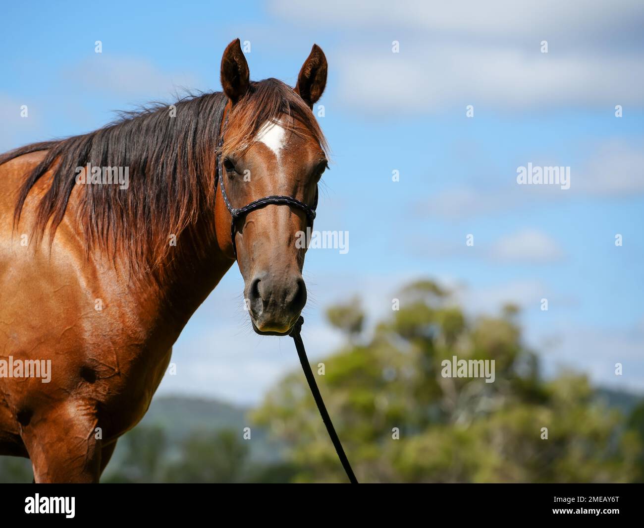 liver chestnut horse