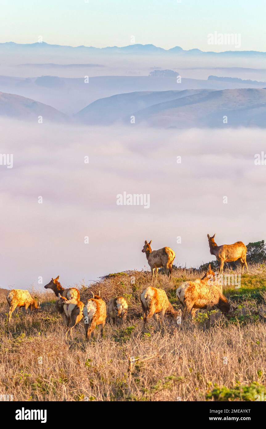 tule elk cows, Cervus canadensis nannodes, vulnerable species