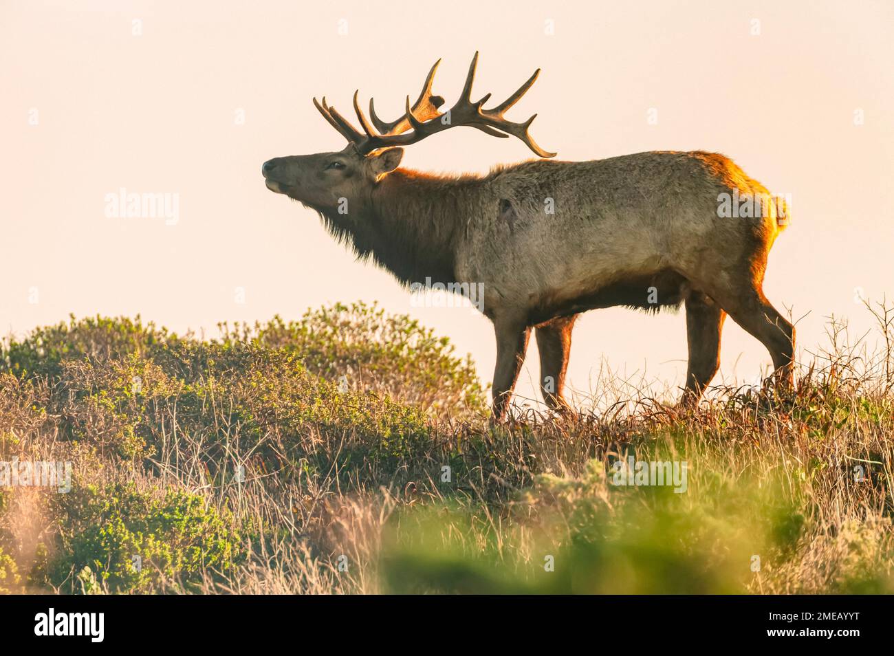 Tule elk bull, Cervus canadensis nannodes, vulnerable species
