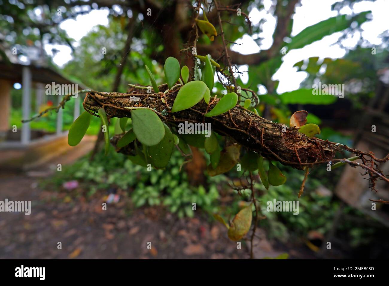 Dragon Scale Plant, Creeping And Hanging A Branch Of Dead Wood Stock Photo