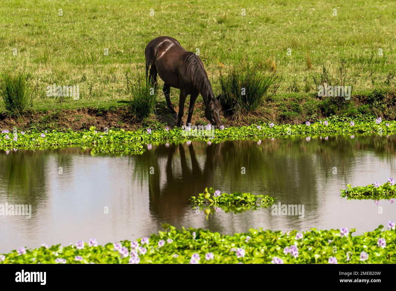Landscape with dark brown horse reflected in a dam with water hyacinth growing on it. Stock Photo