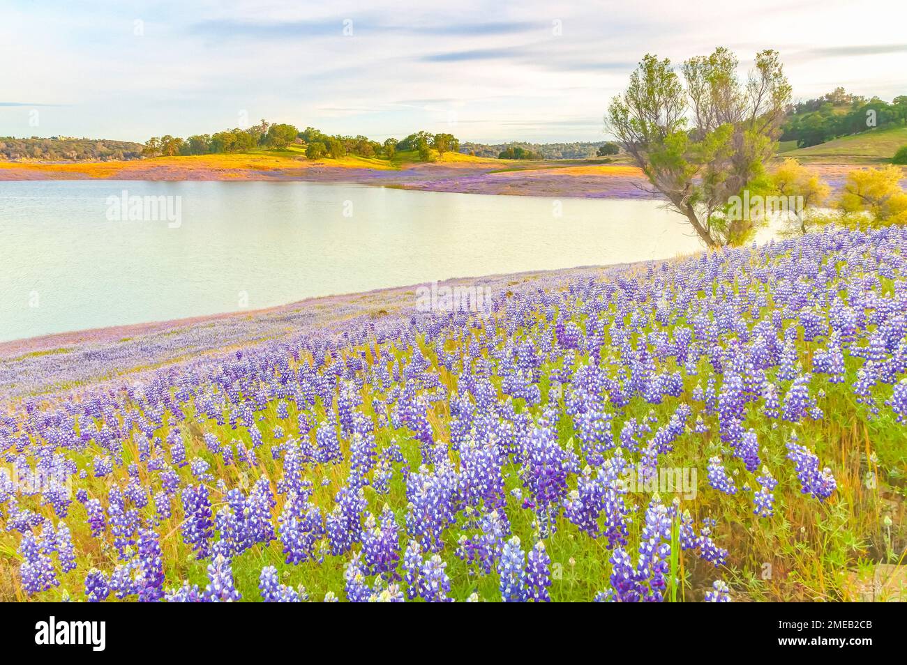 sky lupines, Lupinus nanus, Folsom Lake, Folsom, California, USA. Stock Photo