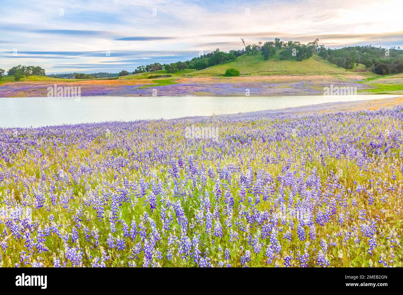 Sky lupines, Lupinus nanus, Folsom Lake, Folsom, California, USA. Stock Photo