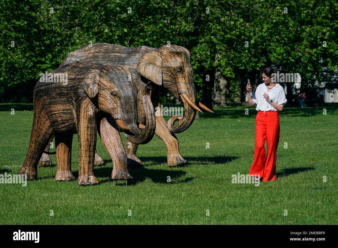 A woman takes a photo of lifesize elephant sculptures on display, at