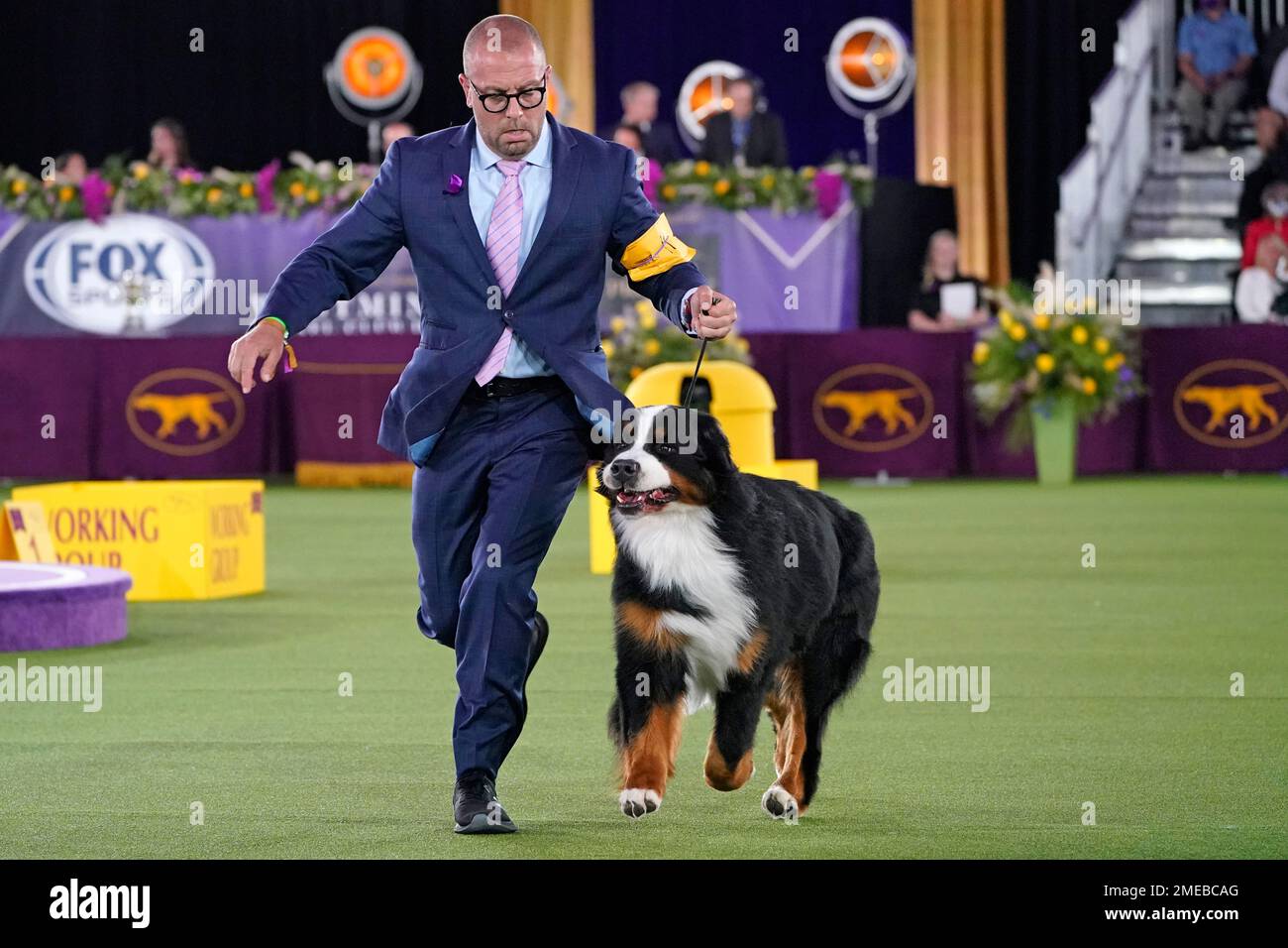 Working group on sale kennel club