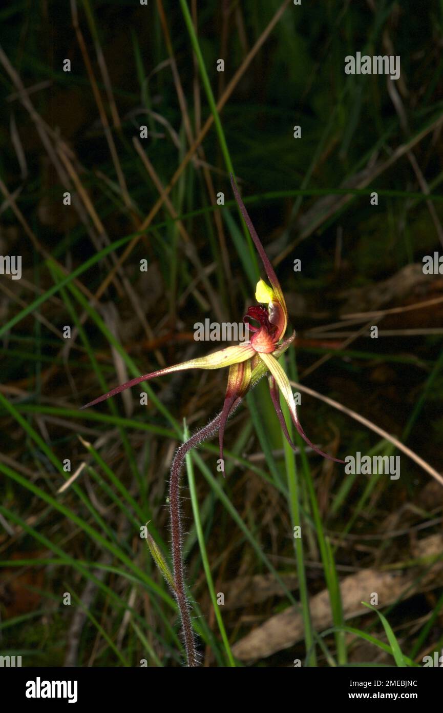 Spider orchids are tricky to identify, and quite variable - but I'm confident this is a Southern Spider Orchid (Caladenia Australis). Baluk Willam. Stock Photo