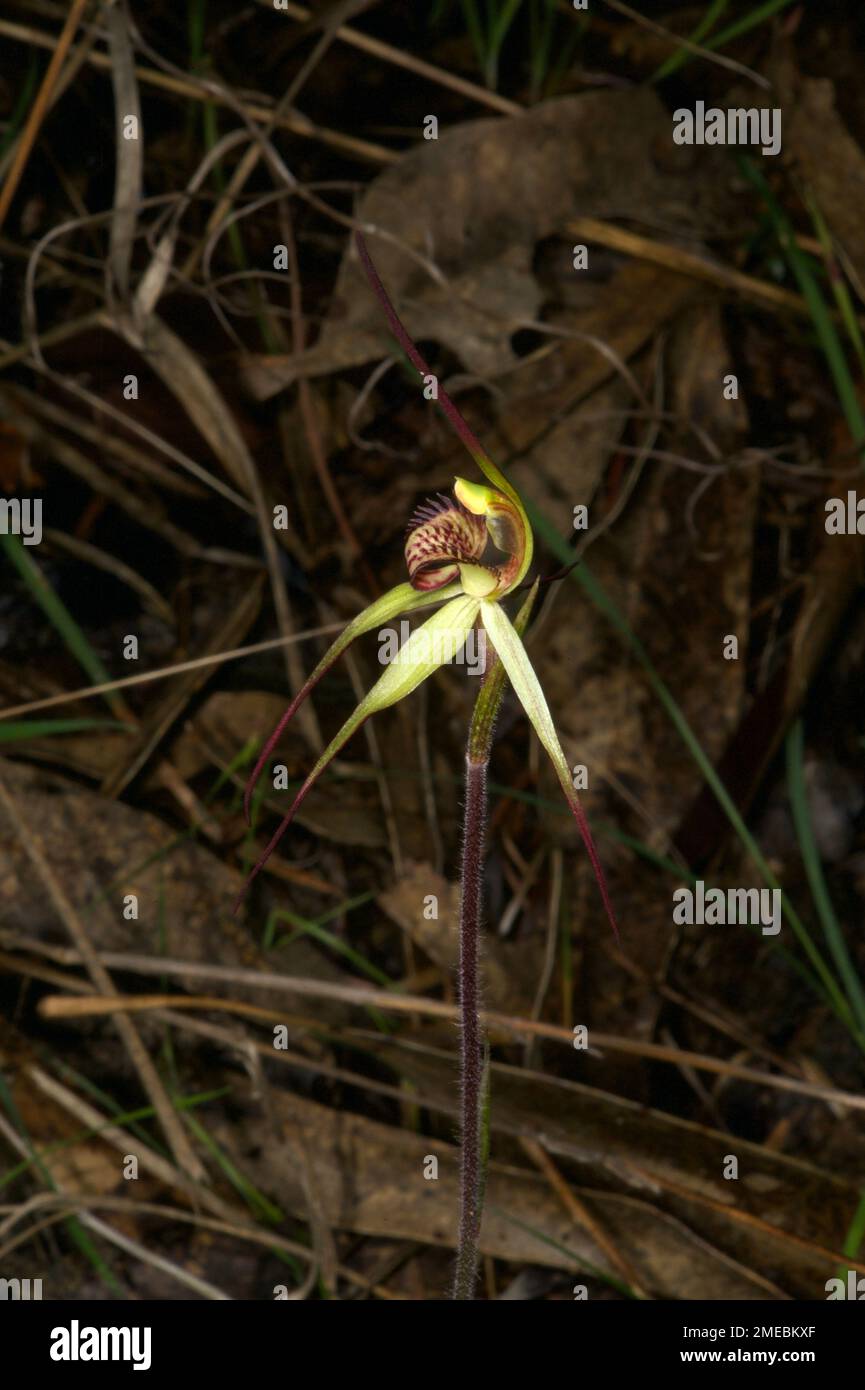 Spider orchids are tricky to identify, and quite variable - but I'm confident this is a Southern Spider Orchid (Caladenia Australis). Baluk Willam. Stock Photo