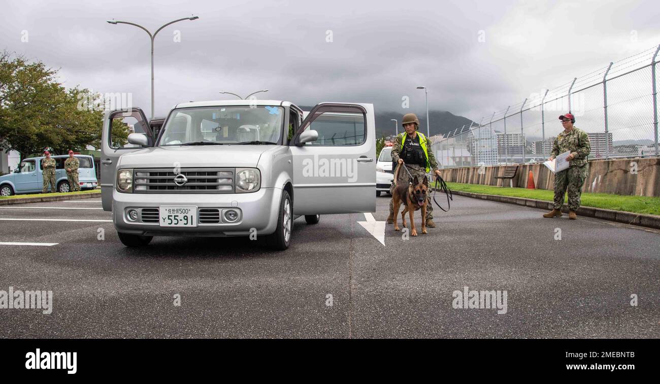 Master-at-Arms 3rd Class Angelique Fulton and her military working dog, Apollo B137, inspect a vehicle involved in a simulated gate-runner scenario during Exercise Citadel Pacific 2022 (CP22) at Commander, Fleet Activities Sasebo Aug. 16, 2022. CP22 is an annual exercise that is not in response to any specific real-world threat but is used to evaluate the readiness of fleet and installation security programs. Stock Photo