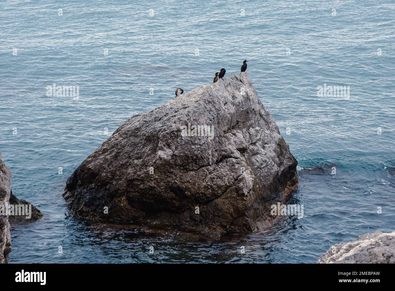 Few cormorants sitting on rock of in Cape Alchak. Sudak. Crimea Stock Photo