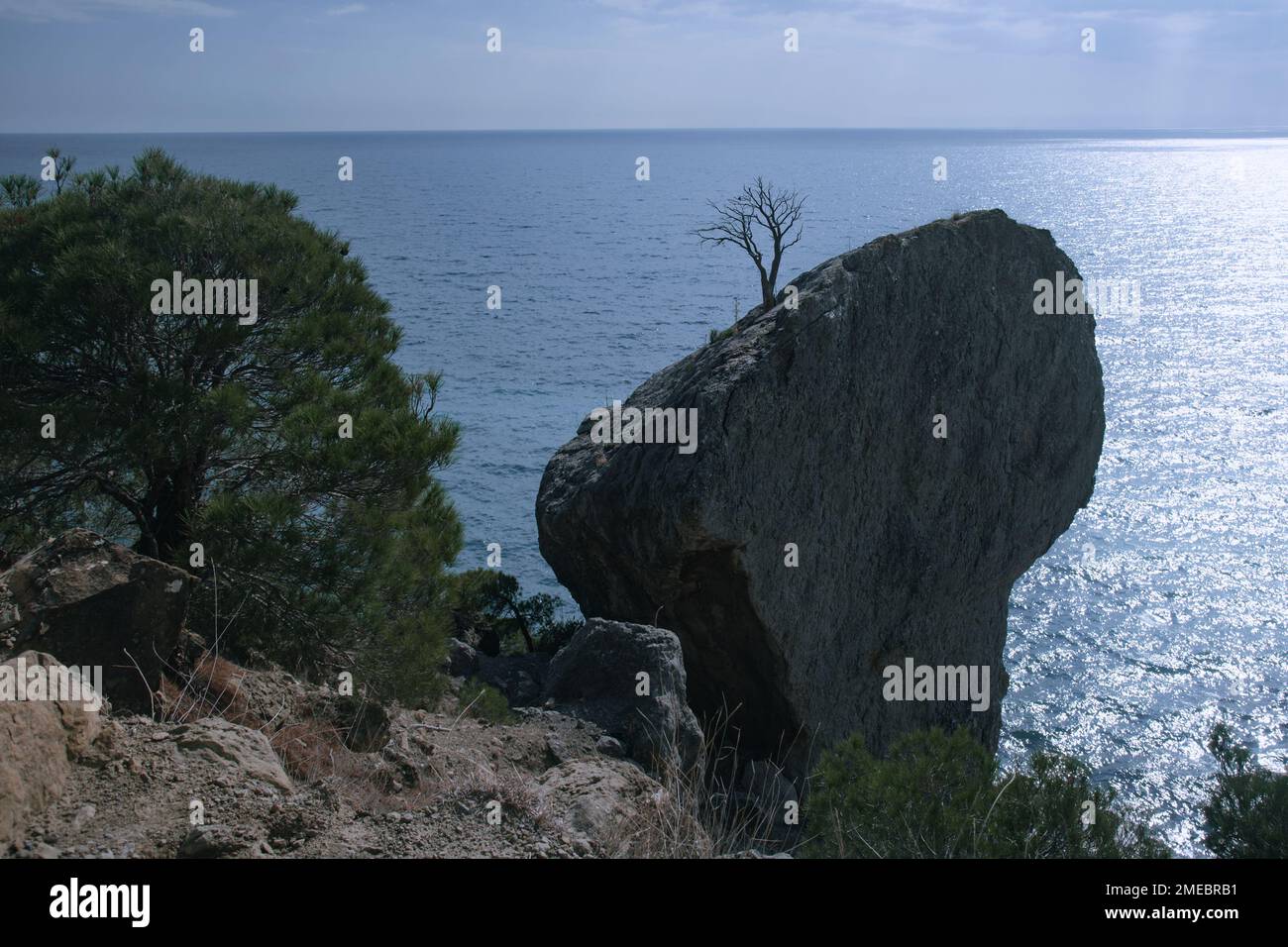 Lonely tree growing on rock on the sea background in spring. Novyi Svet, Crimea Stock Photo