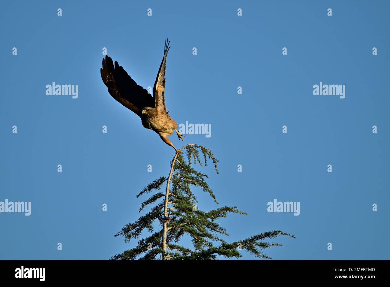 A Cooper's Hawk Lifting Off from a Tree Stock Photo - Alamy