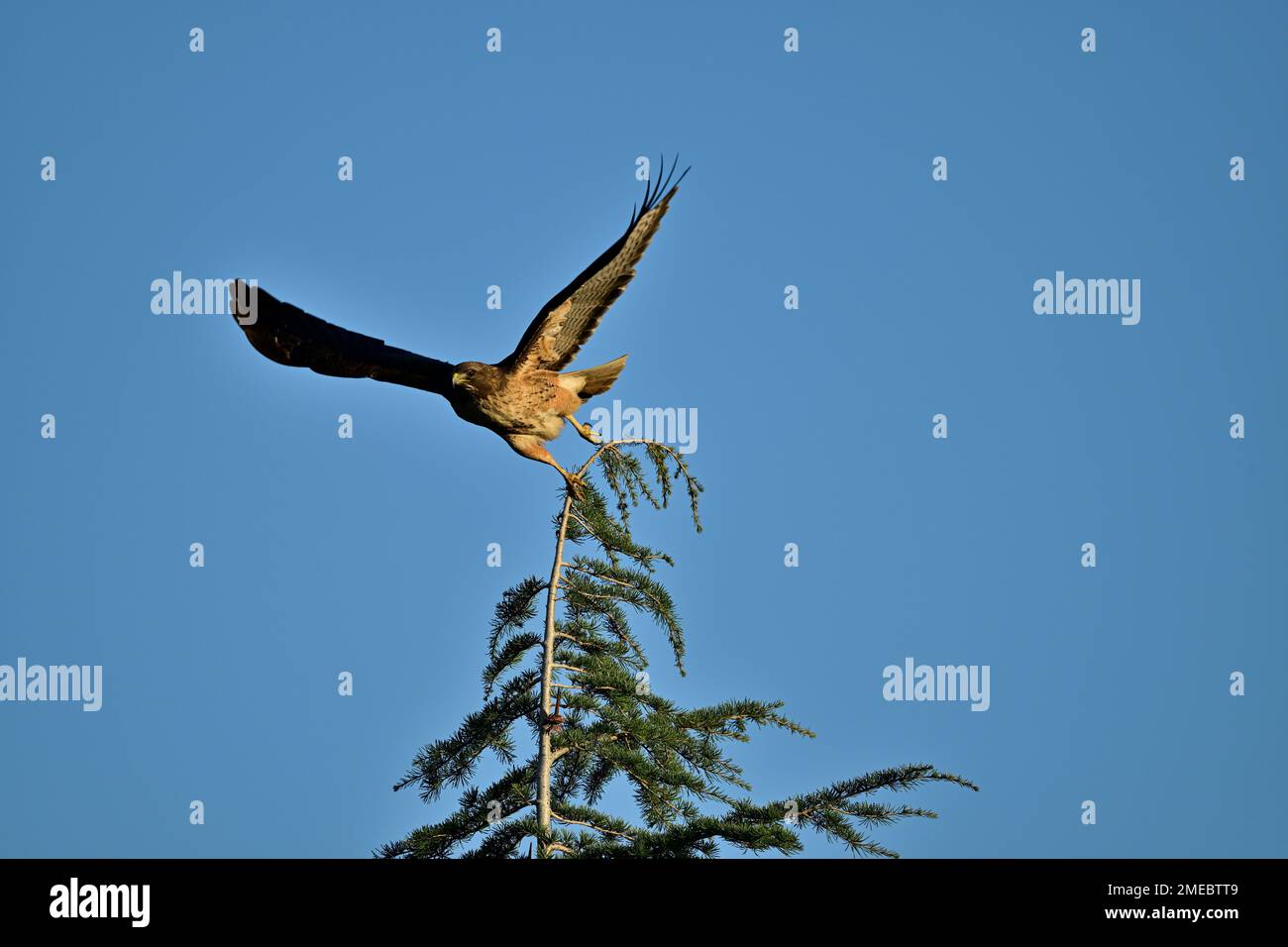 A Cooper's Hawk Lifting Off from a Tree Stock Photo
