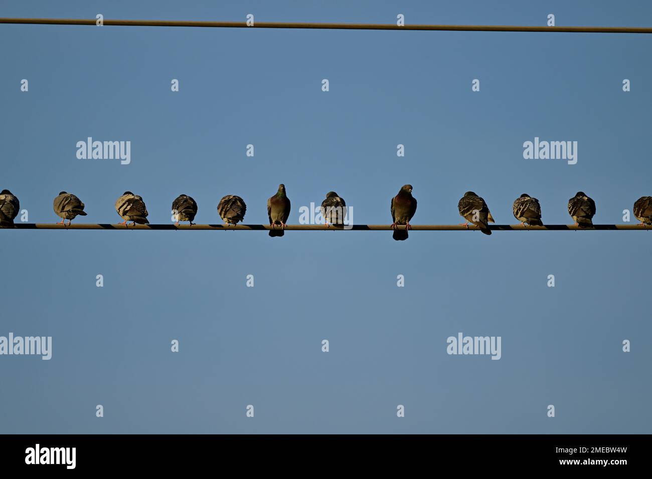 Birds on the Wire Stock Photo Alamy