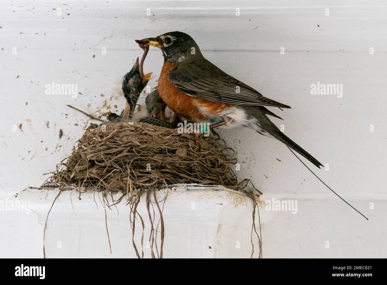The antenna of an Argos satellite tag extends past the tail feathers of