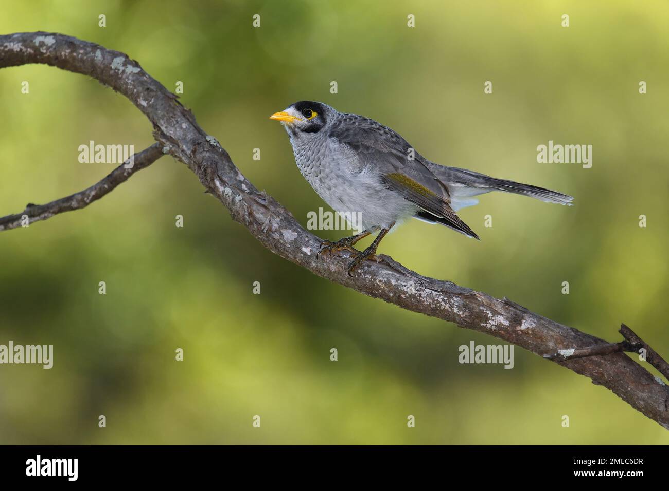 An Australian Noisy Miner -Manorina melanocephala- bird perched on a tree branch in colourful soft early morning light looking for food Stock Photo