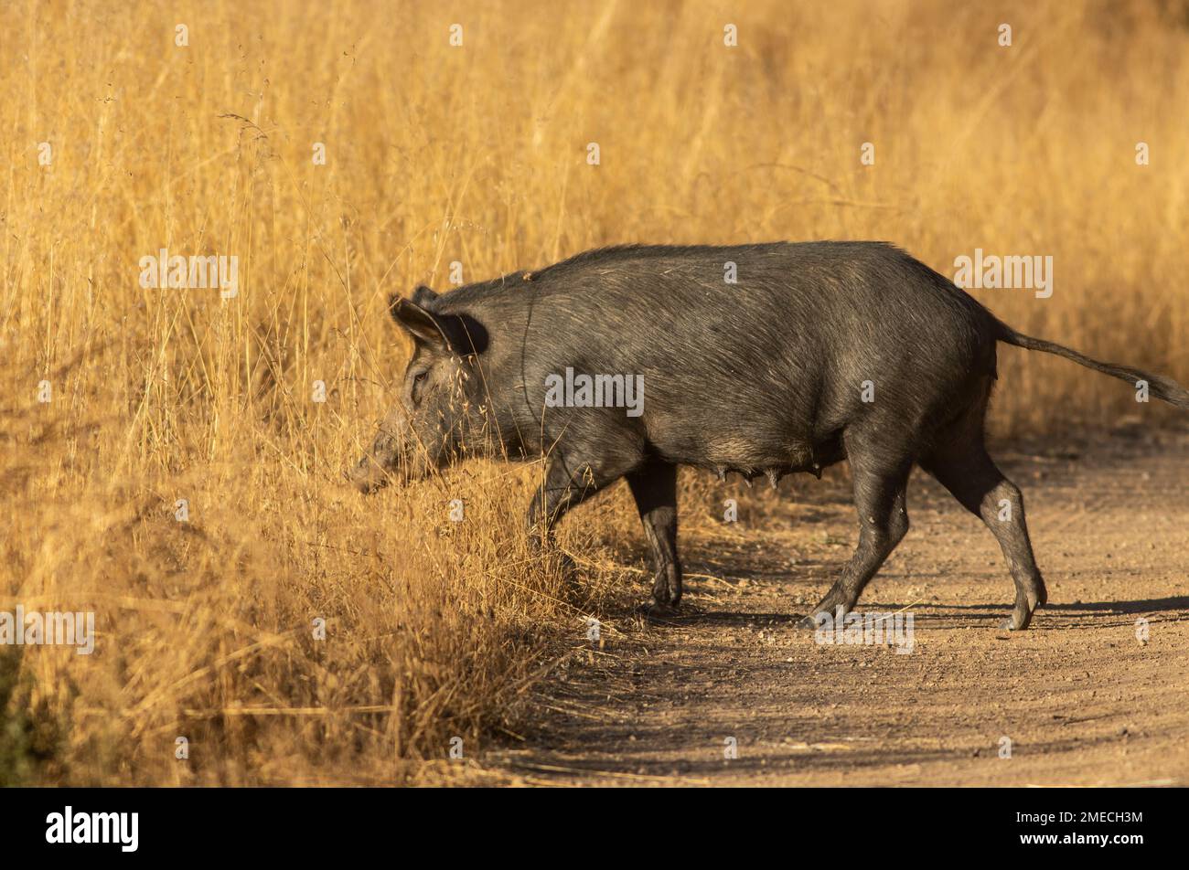 California Wild Boar/ Feral Pig Hybrid. The Spanish and Russians