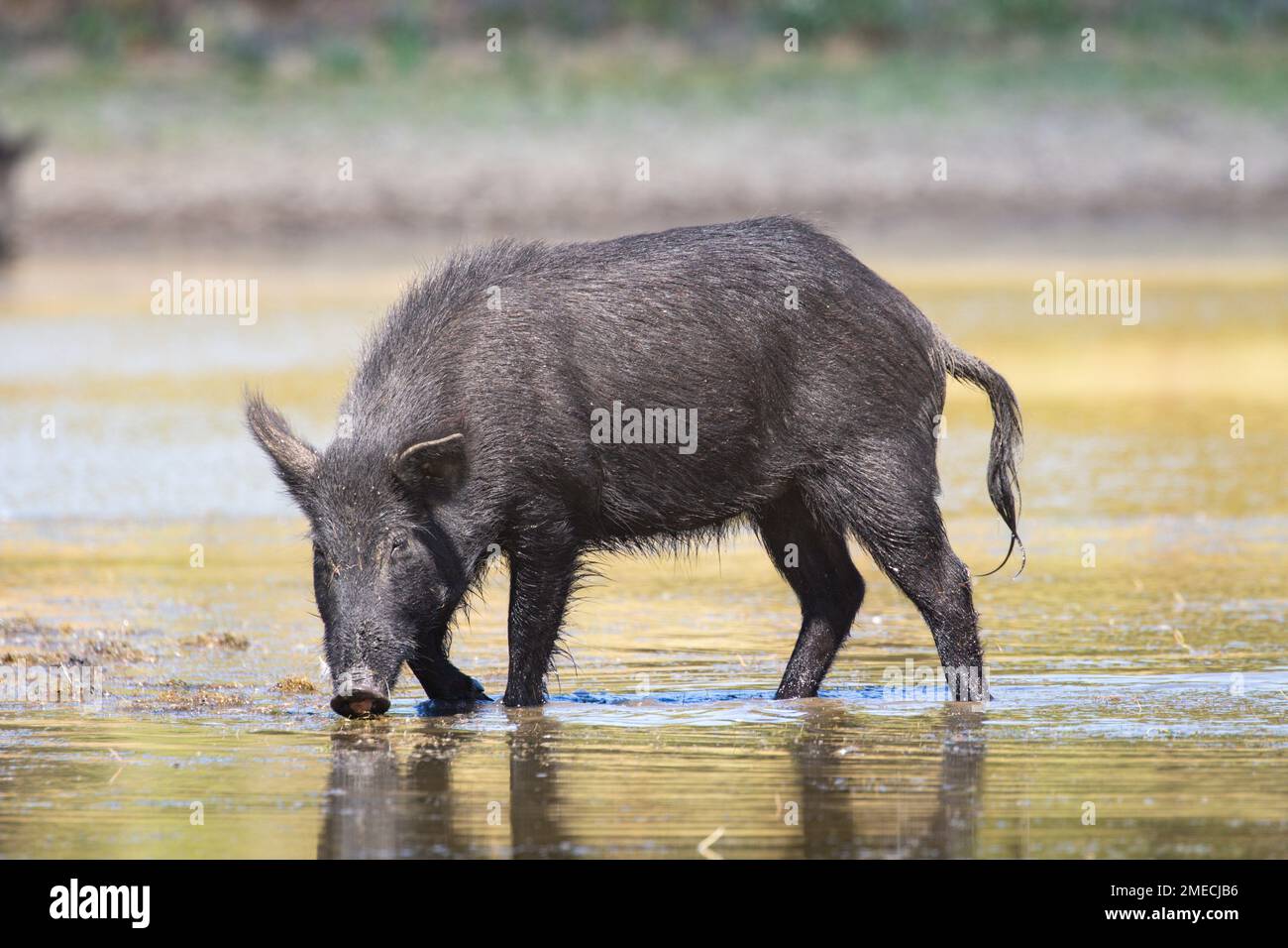California Wild Boar/ Feral Pig Hybrid. The Spanish and Russians introduced domestic pigs into