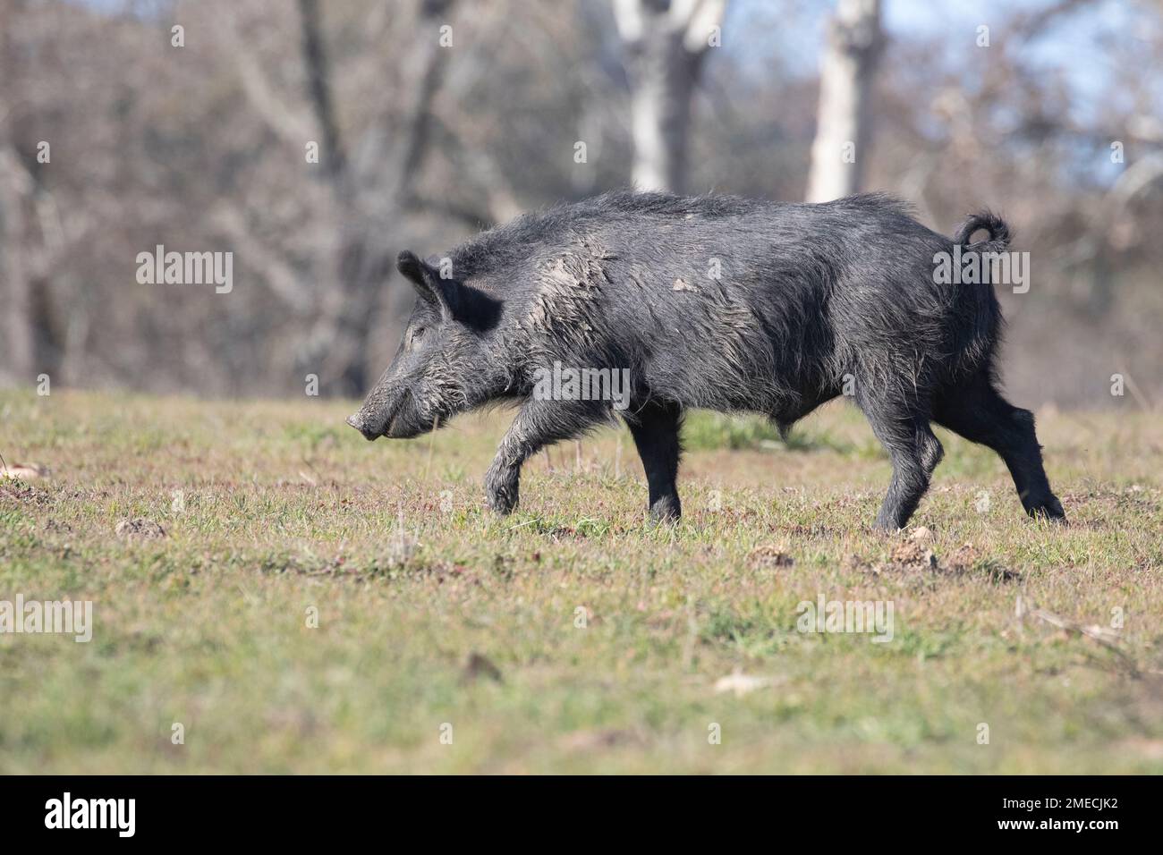 California Wild Boar/ Feral Pig Hybrid. The Spanish and Russians introduced domestic pigs into