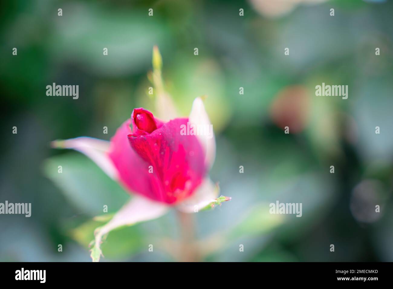 Pink Rose and Rosebuds in Garden, Close Up, Selective Focus. Rose blooms on a background of green leaves. Summer flower. Natural background. Stock Photo