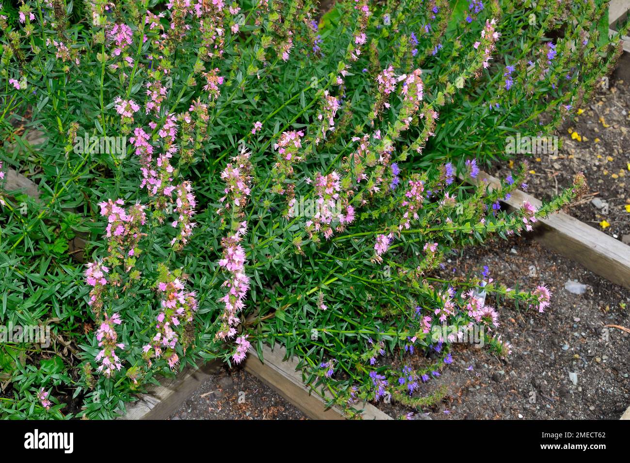 Blue and pink flowers of hyssop or hyssopus officinalis - beautiful hardy plant in summer garden. Hyssop is medicinal herb, aromatic condiment, good h Stock Photo