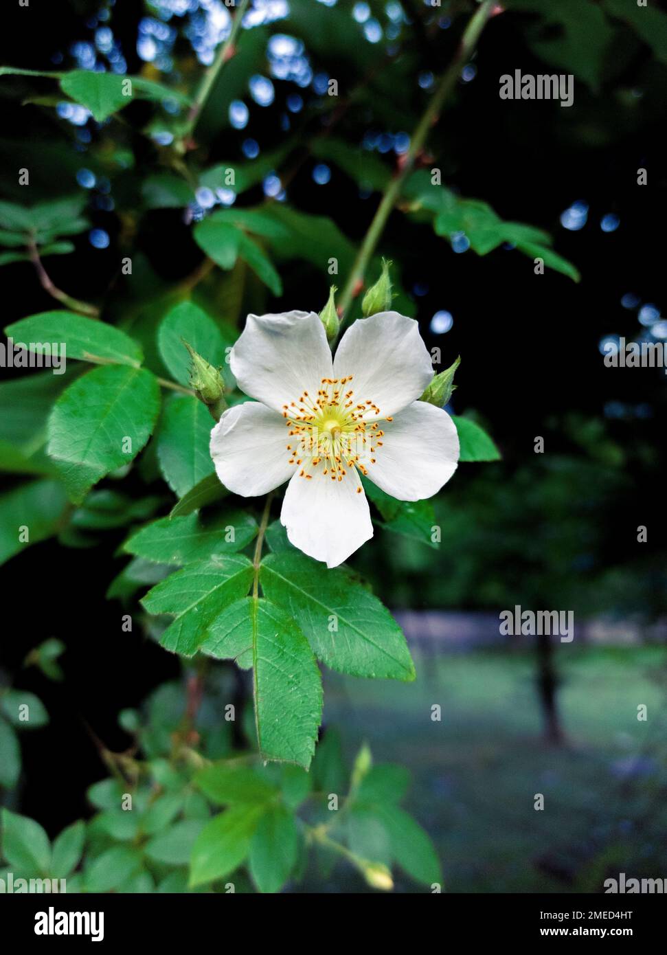 a closeup of a multiflora rose Stock Photo