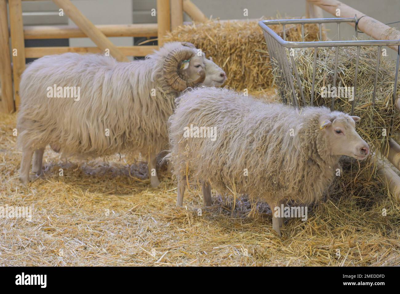 Schafe, Skudden, Tierhalle, Messe, Internationale Grüne Woche, Messegelände, Charlottenburg, Berlin, Deutschland Stock Photo