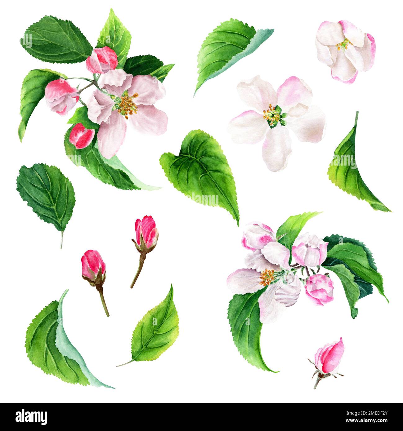 Apple tree blooming watercolor set isolated on white Stock Photo - Alamy