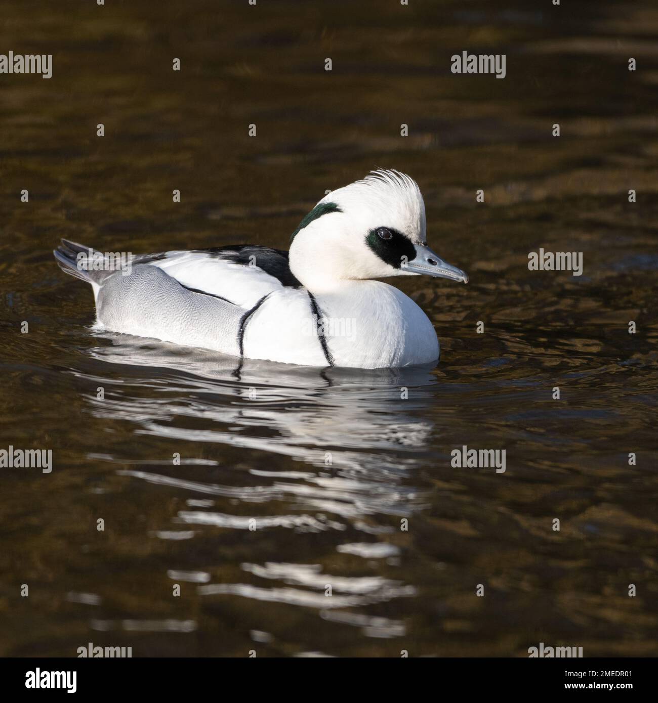 Smew (Mergellus albellus) male swimming Stock Photo Alamy