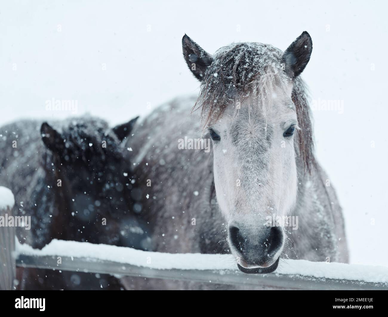 Shot gun horse hi-res stock photography and images - Page 5 - Alamy