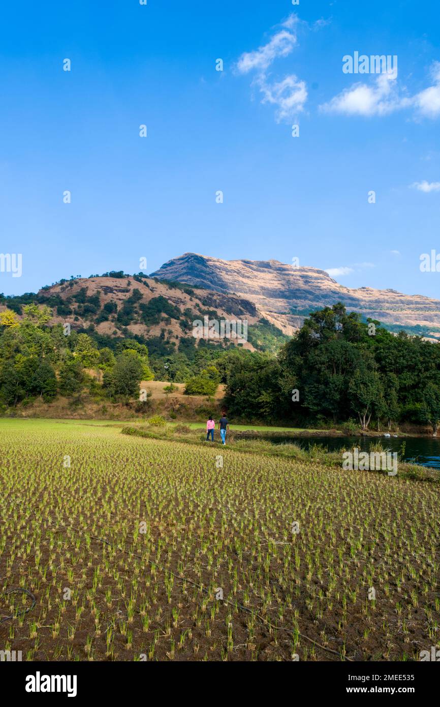 Beautiful green landscape with hills in the background at Arthur Lake in Bhandardara in Maharashtra, India Stock Photo