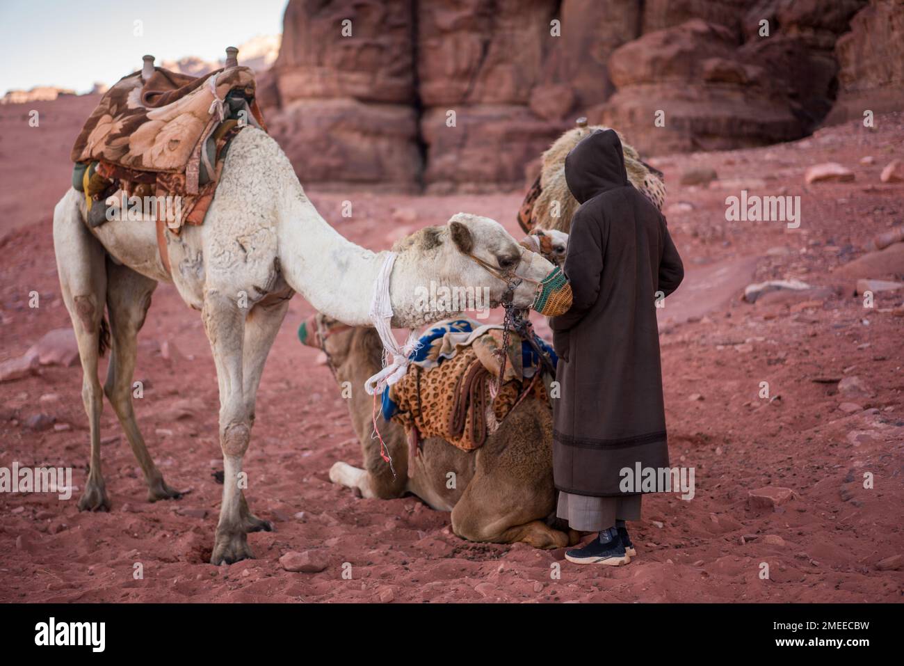 Camel in the desert Wadi Rum, Jordan, Asia Stock Photo