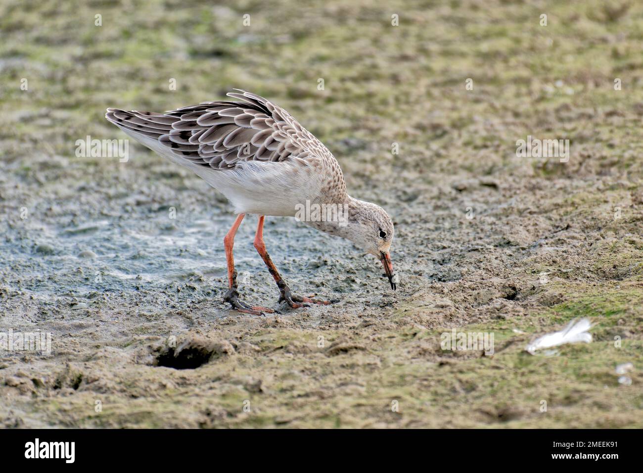Ruff bird uk hi-res stock photography and images - Alamy