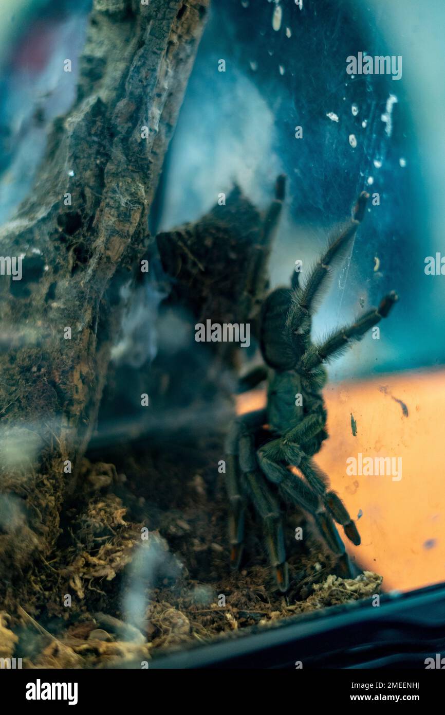 A vertical macro shot of a Cobalt blue tarantula in its cage behind the glass Stock Photo