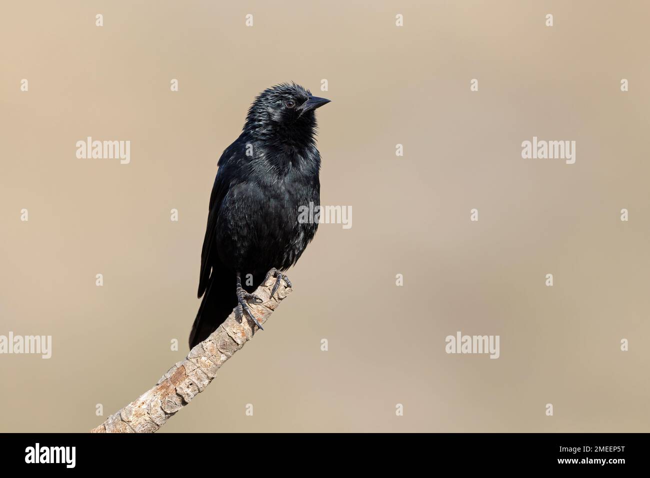 Chopi Blackbird, Serra de Canastra plateau, MG, Brazil, August 2022 Stock Photo