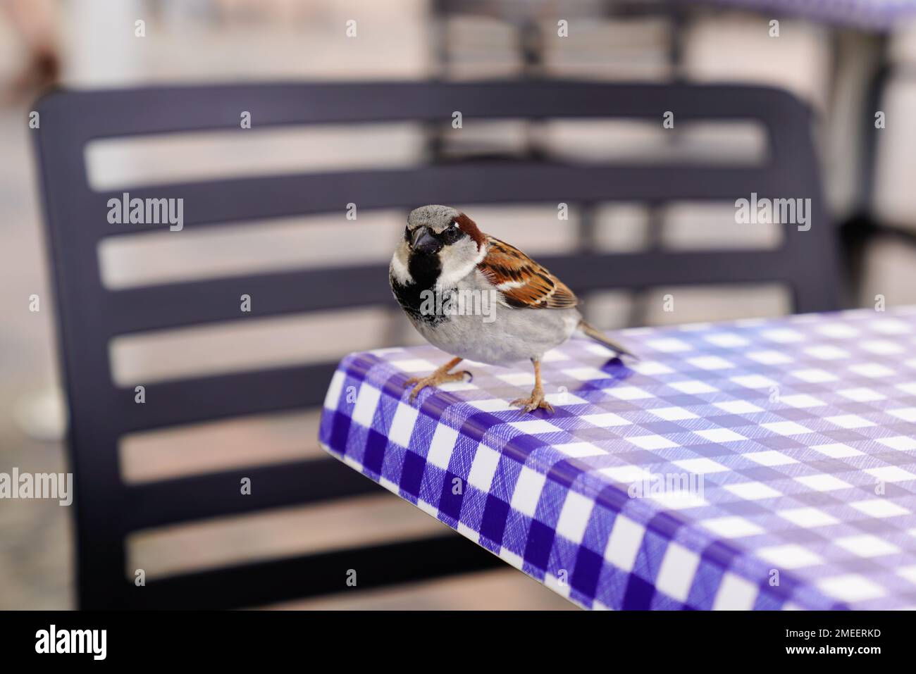 The starling restaurant and bar hi-res stock photography and images - Alamy