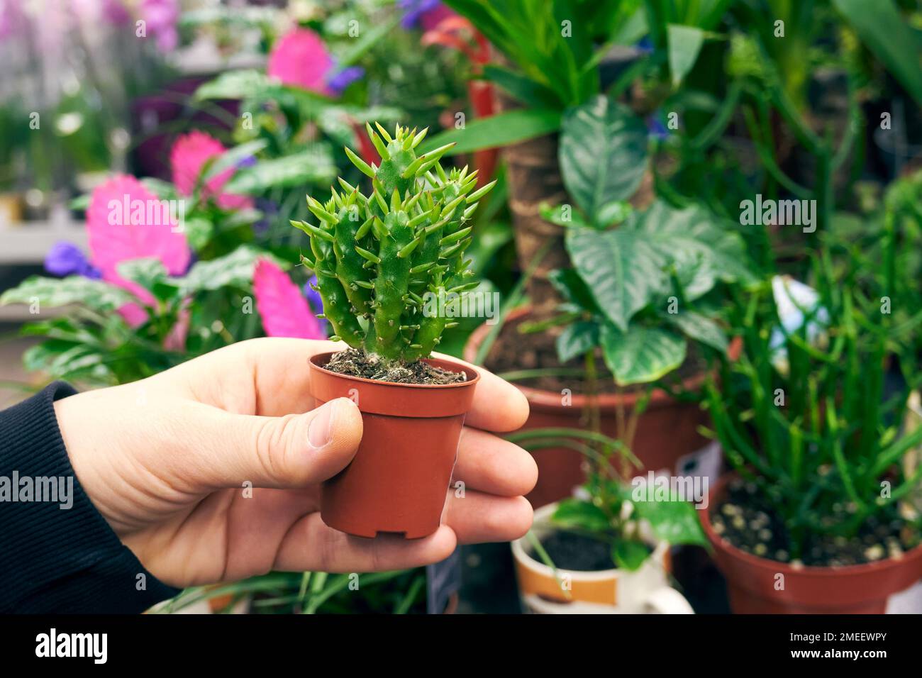 Buying a plant in a store. A pot of prickly pear in a buyer's hand