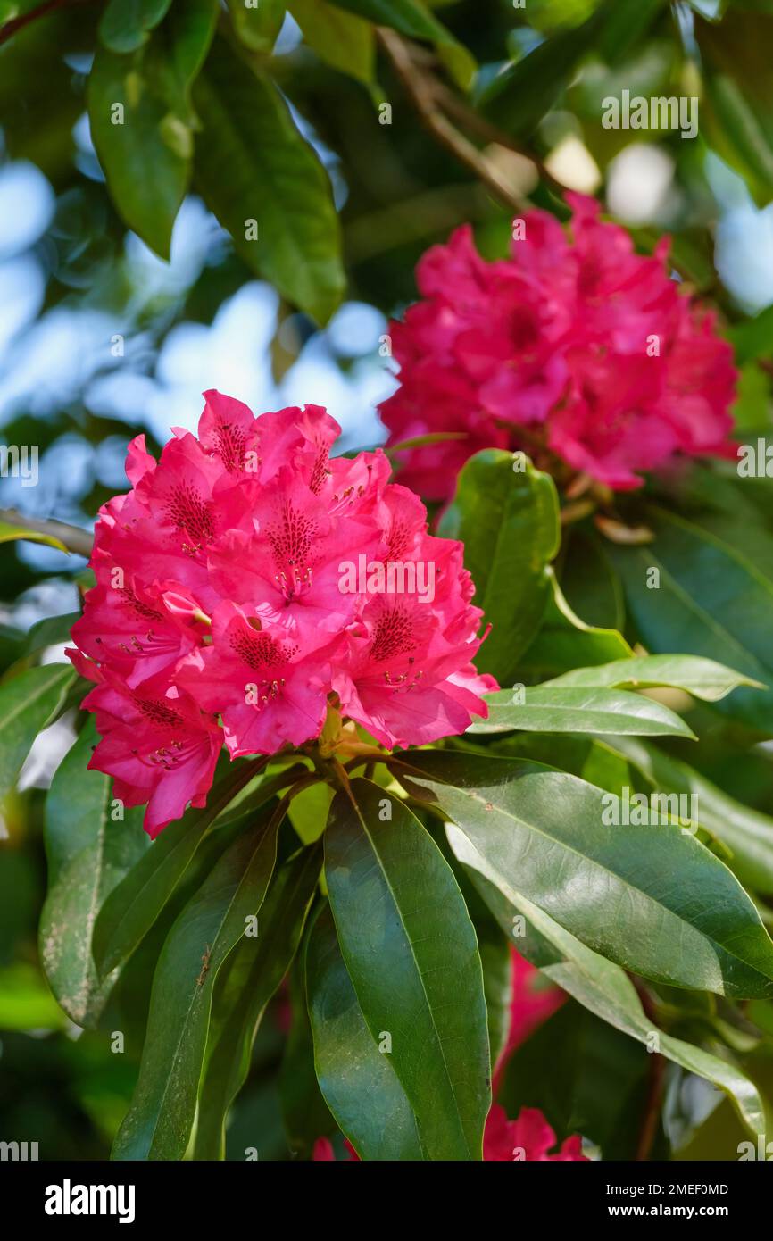 Rhododendron Nova Zembla, hybrid rhododendron with  large ruby-red flowers Stock Photo