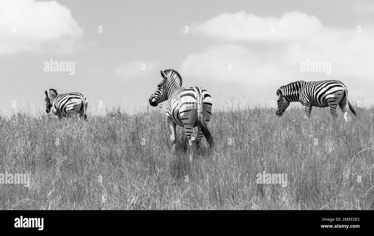 Zebras wildlife three animals reserve park hillside contrasted  a rear view black and white photograph. Stock Photo
