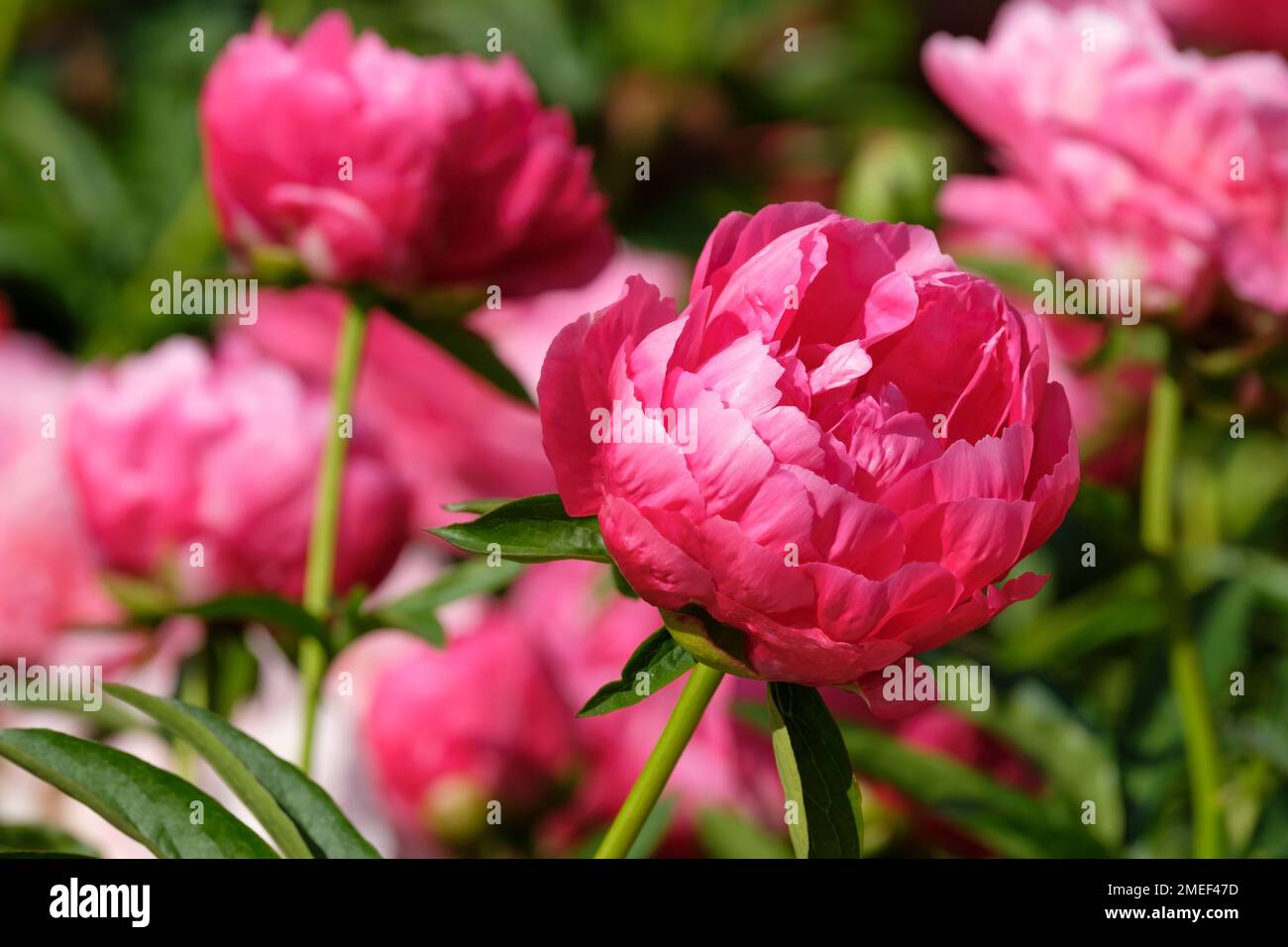 Paeonia Ellen Cowley, hybrid peony with semi-double deep pink flowers, Stock Photo