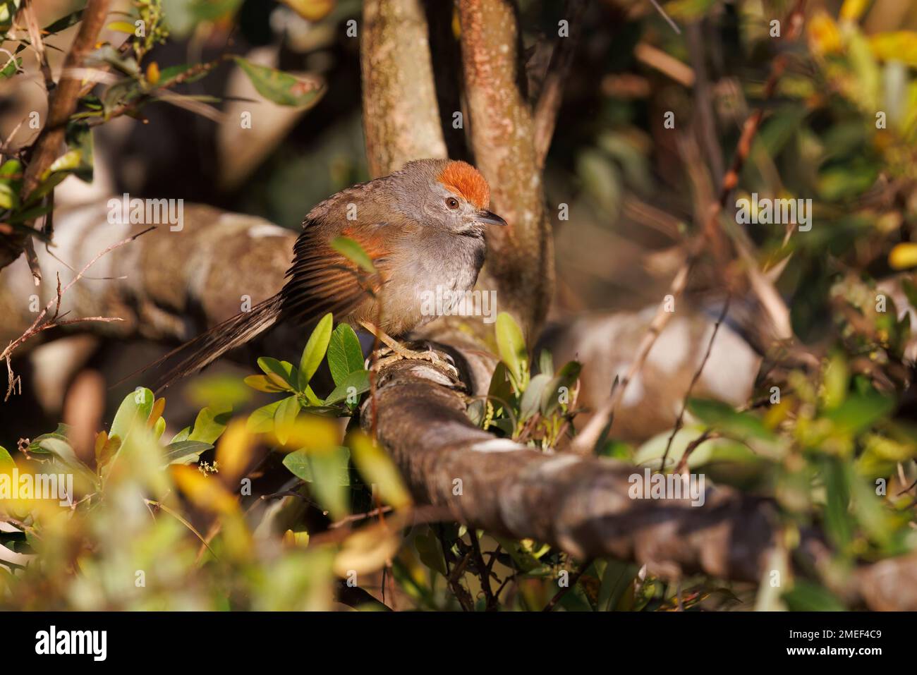 Spix's Spinetail, Serra da Canastra lower part, MG, Brazil, August 2022 Stock Photo