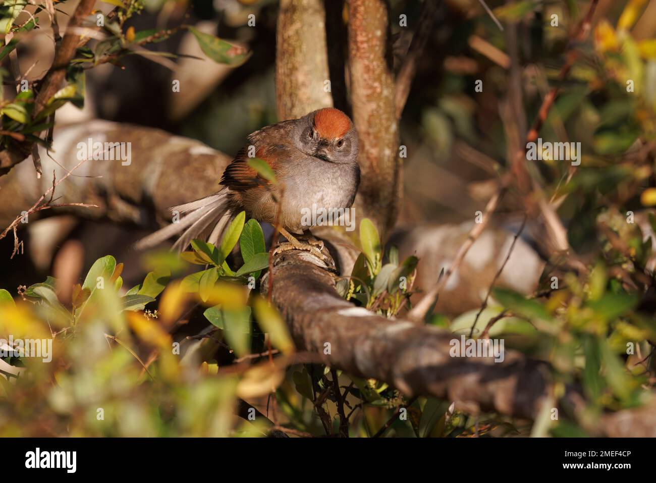 Spix's Spinetail, Serra da Canastra lower part, MG, Brazil, August 2022 Stock Photo