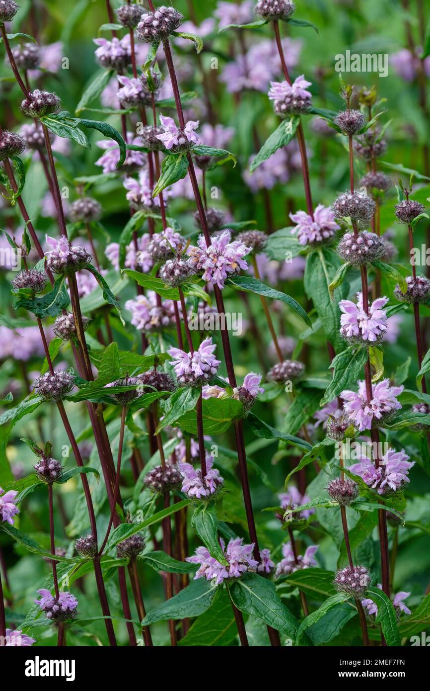 Phlomis tuberosa Amazone, sage-leaf mullein Amazone, herbaceous perennial, purple stems, lilac flowers, Stock Photo