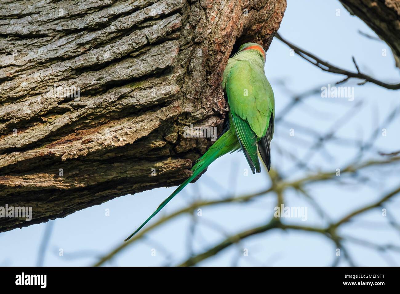 rose-ringed parakeet, ring-necked parakeet, Psittacula krameri, Bird at nest hole Stock Photo